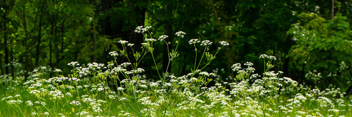Flowering plants in the meadow. Summer season.