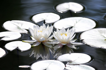 Obraz na płótnie Canvas two white flower lotus with reflection on water