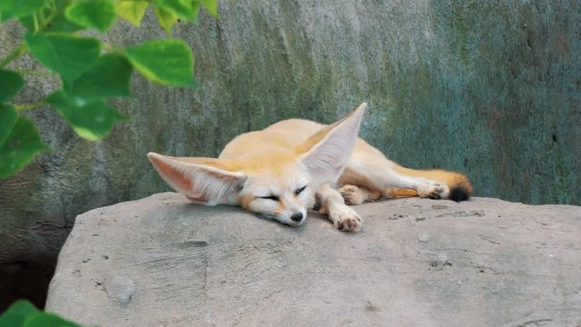 Adorable Fennec fox sleeping on big stone at the zoo. Beautiful furry captive animal. Vulpes Fennecus zerda.