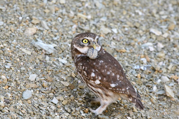 Rare shots. A little owl caught a turtle.