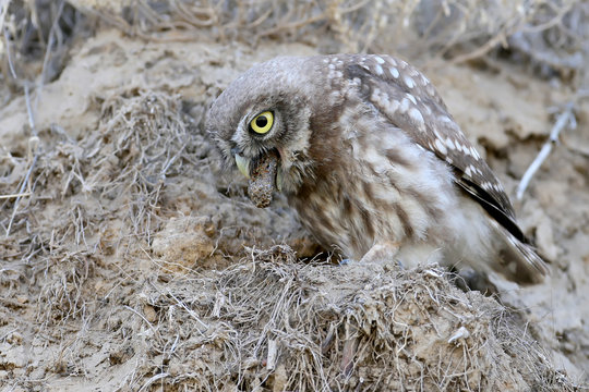 Interesting and unusual moments from the life of birds.The  little owl spits out the remains of food.
