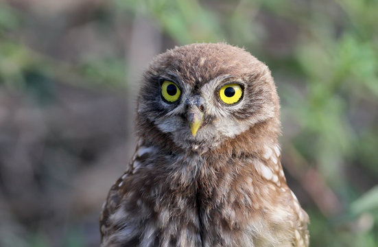 A funny photo of an young little owl stands on the branch