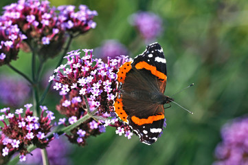 Red Admiral butterfly on a Verbena Bonariensis in a cottage garden