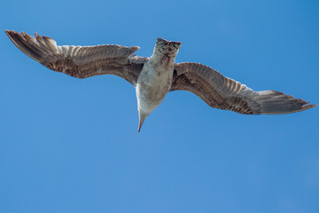 mouettes