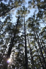 Obraz premium Tall trees