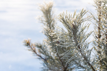 Pine branch in hoarfrost on a background of sunny snow. Winter card.