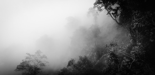 trees in mist