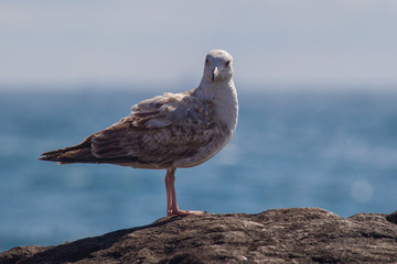 mouettes
