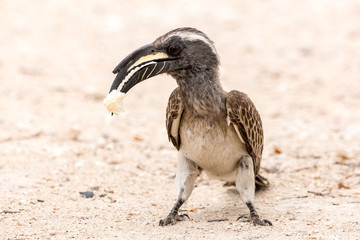 Close up of an African grey hornbill (Lophoceros nasutus) eating a piece of bread on the ground, Namibia, Africa
