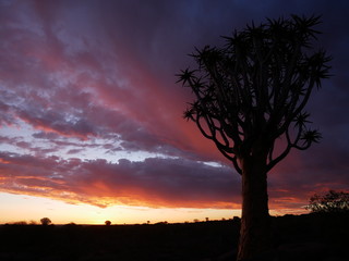 Forêt Quiver Tree Keetmanshoop Namibie