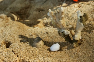 A little hermit crab in a white shell. Hermit crab on a sandy beach next to the coral. Hermit crab resting in the shade of coral.