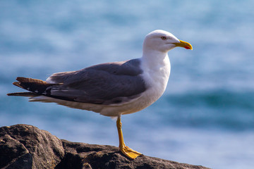 mouettes