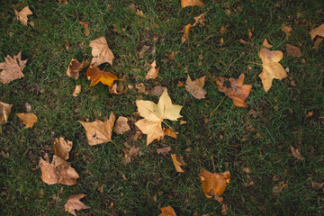 autumn leaves on grass