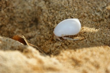 A little hermit crab in a white shell. Hermit crab on a sandy beach next to the coral. A hermit crab is bored on the shore.