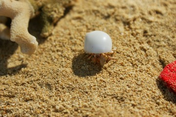 A little hermit crab in a white shell. Hermit crab on a sandy beach next to the coral. A hermit crab is bored on the shore.