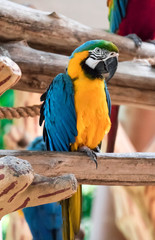 Blue macaw called Blue throated macaw on perch