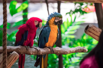 Scarlet Macaw and Blue macaw called Blue throated macaw on perch