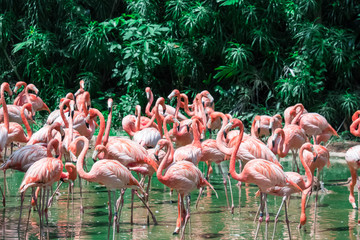 Flock of Pink Caribbean flamingos in water
