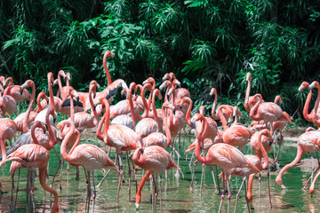 Flock of Pink Caribbean flamingos in water