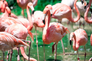 Greater Flamingos,phoenicopterus roseus, standing in the river