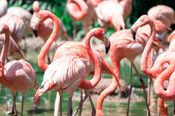 Greater Flamingos,phoenicopterus roseus, standing in the river