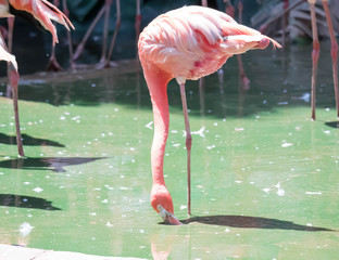 The pink Caribbean flamingo ( Phoenicopterus ruber ruber ) goes on water. Pink flamingo goes on a swamp.