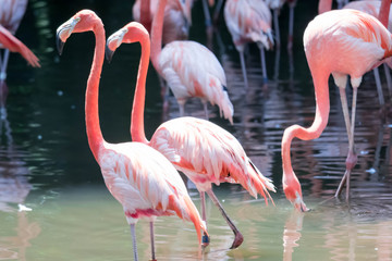 American Flamingos or Caribbean flamingos ( Phoenicopterus ruber ruber). Colony of Flamingos