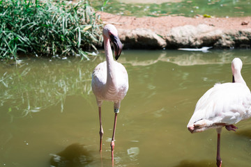 Greater flamingo,(Phoenicopterus roseus) in a lake