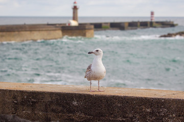 mouettes
