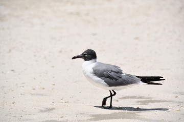 birds on the beach