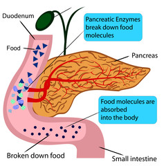 Pancreatic role and functionin digestion process in a human body  vector illustration 