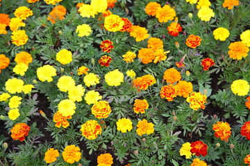 marigold flower background 