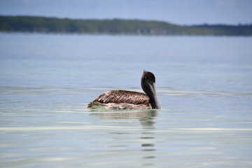 pelican bathing on the beach