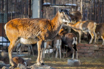 Sheep and goats in the zoo.