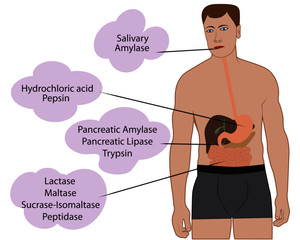Enzymes breaking down food. Digestive systems work vector illustrative infographics