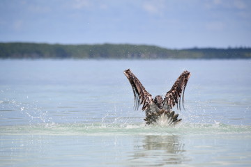 Fototapeta premium pelican bathing on the beach
