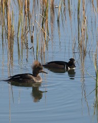 Pair of Hooded Merganser mates