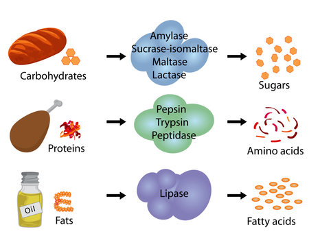 Digestive Enzymes Images – Browse 3,078 Stock Photos, Vectors, and Video |  Adobe Stock