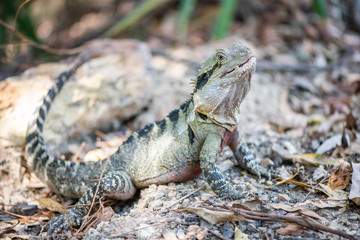 Eastern dragon lizard on ground