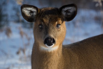 Cerf de virginie à l'état sauvage en fôret canadienne
