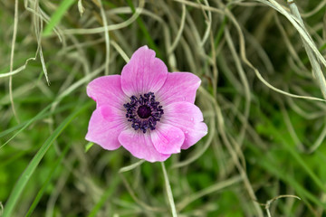 Purple primroses in spring woods. Selective focus.