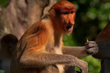 Naklejka premium Malaysia. The long-nosed monkey or kahau — a species of primates from the subfamily of thin-bodied monkeys in the family of monkeys. Distributed exclusively on the island of Borneo