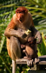 Malaysia. The long-nosed monkey or kahau — a species of primates from the subfamily of thin-bodied monkeys in the family of monkeys. Distributed exclusively on the island of Borneo