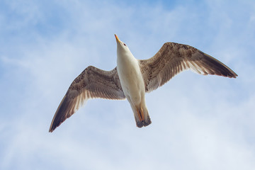 mouettes