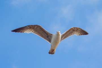 mouettes