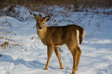 Cerf de virginie à l'état sauvage en fôret canadienne