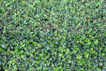 Green leaves wall background 