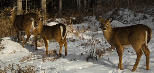 Cerf de virginie à l'état sauvage en fôret canadienne
