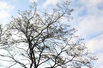 Branches of tree against clear blue