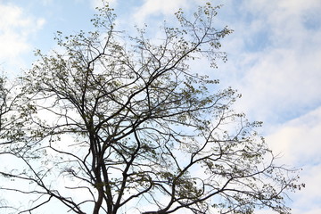 Fototapeta na wymiar Branches of tree against clear blue